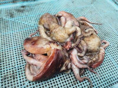<p>ミラクル宮崎様 旧一文字3番周辺内向き 竿下タコジグで新子タコ🐙</p>