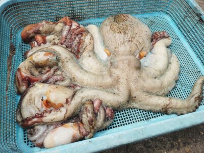 <p>亀本名人 旧一文字カーブ〜3番内向き タコエギで大ダコ1.56kg！！！新子タコも5つ♪</p><p>残念ながら逆転ならずでしたが、最終日で大ダコをとるあたり流石です！ええもん見せてもらいました♪</p>