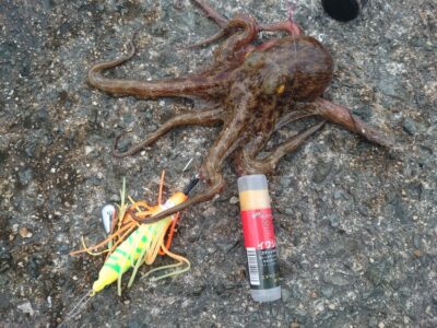 <p>釣れちゃうタマ　沖の北内向き　蛸電タコベイトチューン＋イワシ油で新子タコ4つ🐙　7時に移動してちょっとだけ時合いがありました。沖の北も今日は苦潮なし。</p>