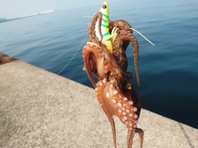 <p>沖の北　蛸電で新子タコ🐙北も苦潮はなし。</p>