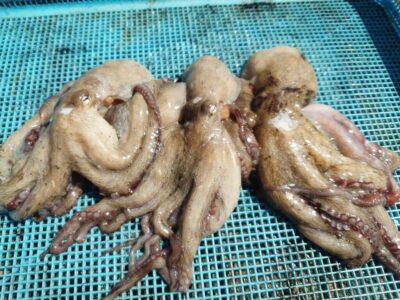<p>旧一文字赤灯　タコエギで新子タコ🐙</p>