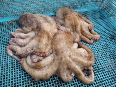 <p>釣れちゃうタマ　旧一文字カーブ内向き　蛸電で新子タコ🐙</p>