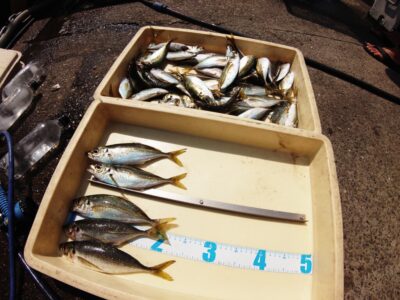 <p>杉浦様　沖の北先端内向き　足元サビキで小〜中アジ大漁！最大24cm！</p><p>9時便で帰るまでずっと釣れたそうです。今年は中アジのあたり年♪</p>