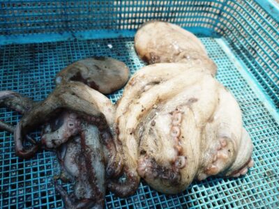 <p>旧一文字カーブ内向き　タコエギで良型タコ🐙</p>