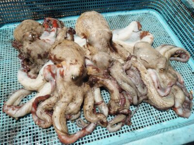 <p>旧一文字3番内向き　タコエギでタコ🐙</p>