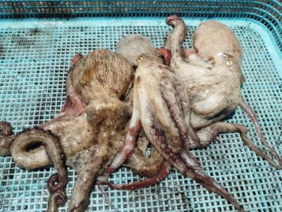 <p>芝様　中波止3番　タコエギでタコ🐙</p>