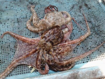 <p>にったこ様　旧一文字カーブ〜白灯　タコエギで新子タコ🐙</p>