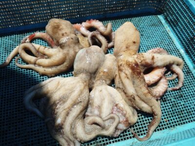 <p>やーたこ様　旧一文字カーブ〜赤灯　タコエギで新子タコ🐙</p>