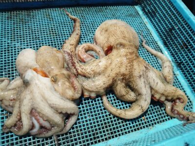 <p>林様　旧一文字カーブ　タコエギで良型と新子タコ🐙</p>