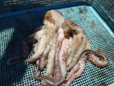 <p>ミラクル宮崎様　旧一文字3番周辺　タコエギで新子タコ🐙</p>