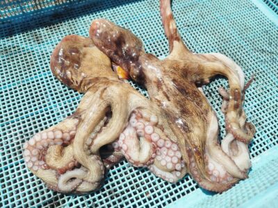 <p>中元様　旧一文字3番周辺　タコエギで新子タコ🐙</p>