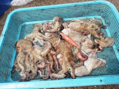 <p>濱田様　旧一文字カーブ〜赤灯　イカエギ改で新子タコ🐙</p>