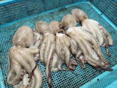 <p>TORAO様　旧一文字赤灯外向き　タコエギで新子タコ🐙</p>