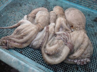 <p>3年H組からみ君　旧一文字3番〜カーブ内向き　タコエギでタコ🐙5時半頃に時合いがあって4連発♪</p>