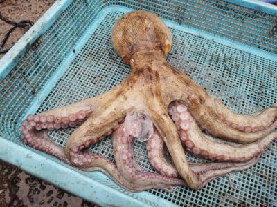 <p>山内🍣様　旧一文字カーブ　タコエギで1kgのタコ🐙8時頃にヒット！</p>