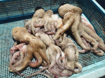 <p>旧一文字白灯　タコエギで良型＆新子タコ🐙</p>