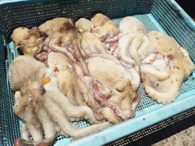 <p>久だこ様　沖の北外向き　タコエギでリリース含めタコ12杯🐙</p>