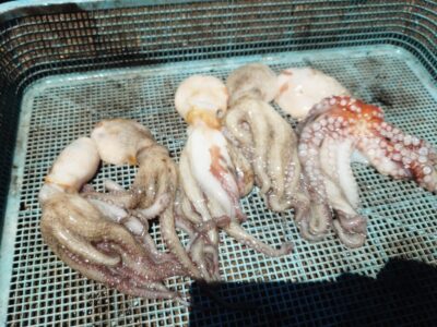 <p>旧一文字3番周辺内向き　タコエギで新子タコ🐙</p>