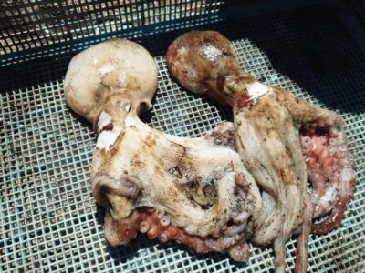 <p>旧一文字赤灯　タコエギで新子タコ🐙</p>