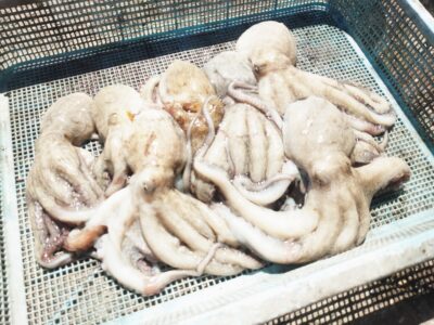 <p>上西様　旧一文字3番周辺　タコエギで新子タコ🐙外向きの足元壁際を狙っての釣果です。</p>