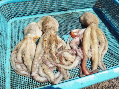 <p>久だこ様　沖の北　タコエギで良型タコ🐙リリース入れて6杯！</p>