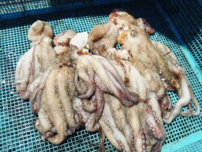 <p>合田ファミリー様　旧一文字カーブ外向きの足元を狙って新子タコ🐙</p>