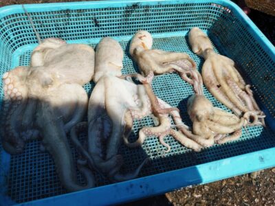 <p>旧一文字　タコエギで良型と新子タコ🐙</p>