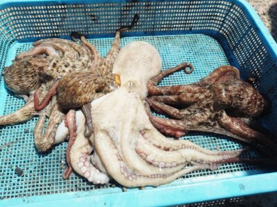 <p>やーたこ様　中波止2番　イカエギ改で良型と新子タコ🐙外向きは仕掛けが入っていたので船着水道にて</p>