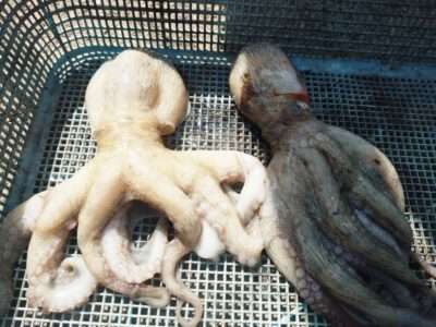 <p>マーバン藤本様　沖の北　タコエギで新子タコ🐙今日は渋かったようです。</p>