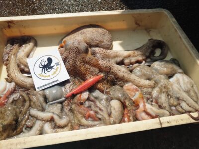 <p>オクトパスインフィニティ濱田様　沖の北　イカエギ改で大ダコ2.4kg！新子タコも12杯！</p>