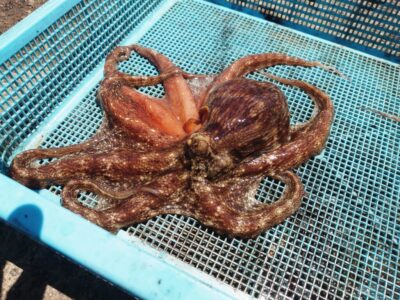 <p>向井様　沖の北　タコエギで新子タコ🐙10時頃にヒット！</p>