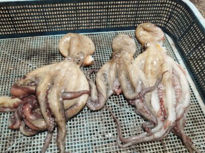 <p>西口様　旧一文字3番〜赤灯　タコエギで新子タコリリース分を入れると12杯🐙タコジグサイズがかなり多かったようです。</p>