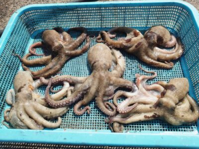 <p>やーたこ様　沖の北　イカエギ改で新子タコ🐙</p>