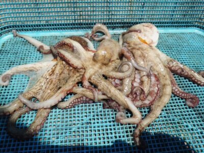 <p>沖の北　タコエギで新子タコ🐙</p>