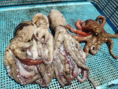 <p>沖の北　タコエギで新子タコ🐙内向きでも釣ってました♪</p>