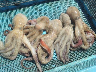 <p>上西様　旧一文字3番〜赤灯　外向き　竿下タコエギで新子タコ🐙</p>