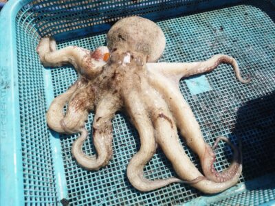 <p>竹村様　旧一文字カーブ　タコエギで良型タコ🐙これより大きいのも釣れたそうですが、スカリから脱走…。</p>