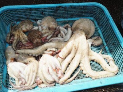 <p>久しぶりの登場、タコの天敵様　沖の北　タコエギで良型＆新子タコ🐙</p>