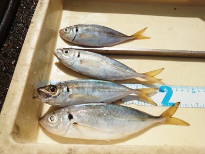 <p>杉浦様　沖の北先端内向き　足元サビキでアジ！小サバが多すぎて…ダメだったようです…。豆アジもちょっと。</p>