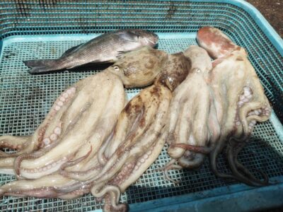 <p>からみ君　沖の北　メジャクラ　蛸乗りジョニーで良型タコ🐙</p>
