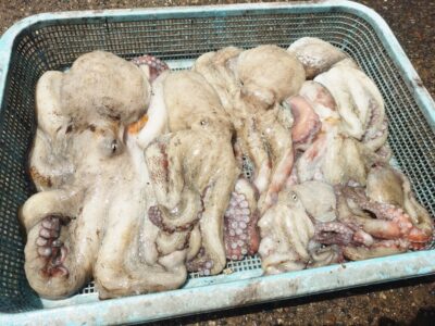 <p>マスカッツ様　沖の北　タコエギで良型＆新子タコ🐙</p><p>1番大きいのは1.3kg！張り付かれたそうですが10分ほど粘って捕れたそうです。</p><p>最近、岩の隙間で抱かれて張り付かれることが多いです。すぐに根掛かりと思わず、しっかり確認しましょう！</p>