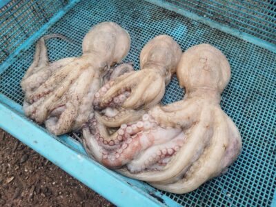 <p>釣れちゃうタマ　沖の北外向き　蛸墨族2.5号で新子タコ🐙</p>