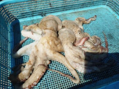 <p>オクトパスインフィニティ濱田様　沖の北　イカエギ改で良型＆新子タコ🐙</p>