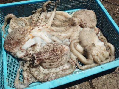 <p>たこ村様　沖の北　タコエギで良型タコ🐙8時半頃に内向きで時合いがあったようで650g〜1.17kgが連発！</p>