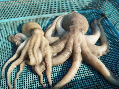 <p>釣れちゃうタマ　沖の北　内外両方　蛸墨族2.5号でタコ5杯🐙</p>