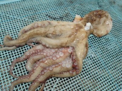 <p>藤井様 中波止2番 タコエギでタコ500g🐙</p>
