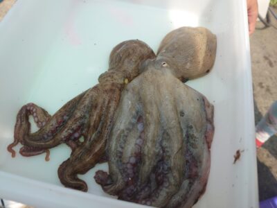 <p>あきら2％様 沖の北内向き タコエギで新子タコ🐙</p>