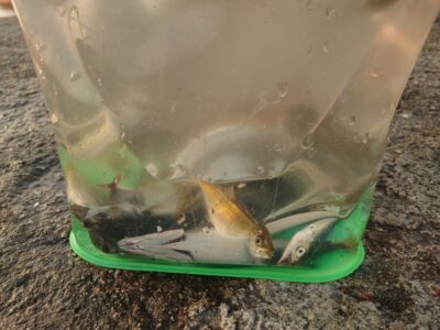 <p>沖の北オイルフェンス周辺内向き 足元サビキでアジ！小サバ多いです。</p>