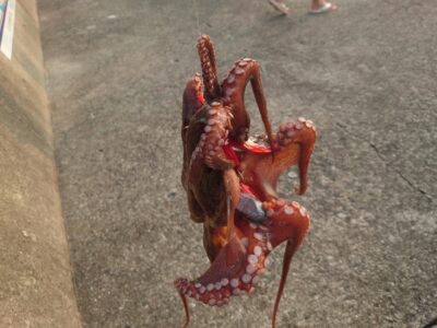 <p>沖の北 舌平目・ヒラメの稚魚・ガッチョなどがちょっと浮いてきてます。苦潮ですね。ただそこまできつい苦潮ではないようで継ぎ目を狙ってもそんなに釣れてませんでした。</p><p>継ぎ目を広範囲にたたいて4つでした。</p><p>雨がないんで少しずつ苦潮がきつくなっていきそうです。</p>