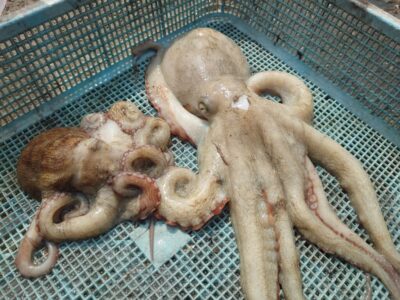 <p>旧一文字赤灯 タコエギでタコ500gと新子タコ🐙</p>